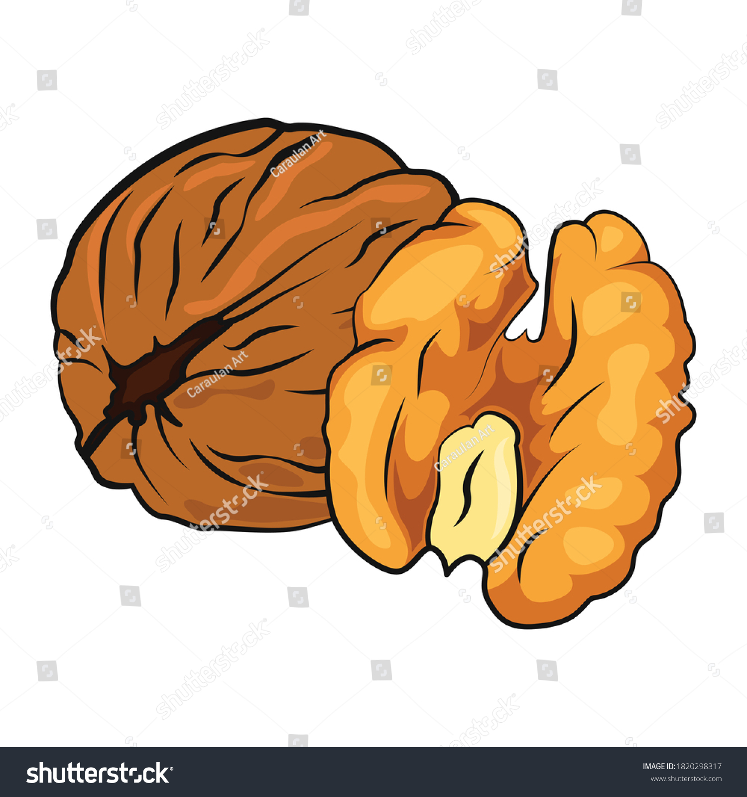 Walnut Vector Illustration No Background Vector Stock Vector Royalty