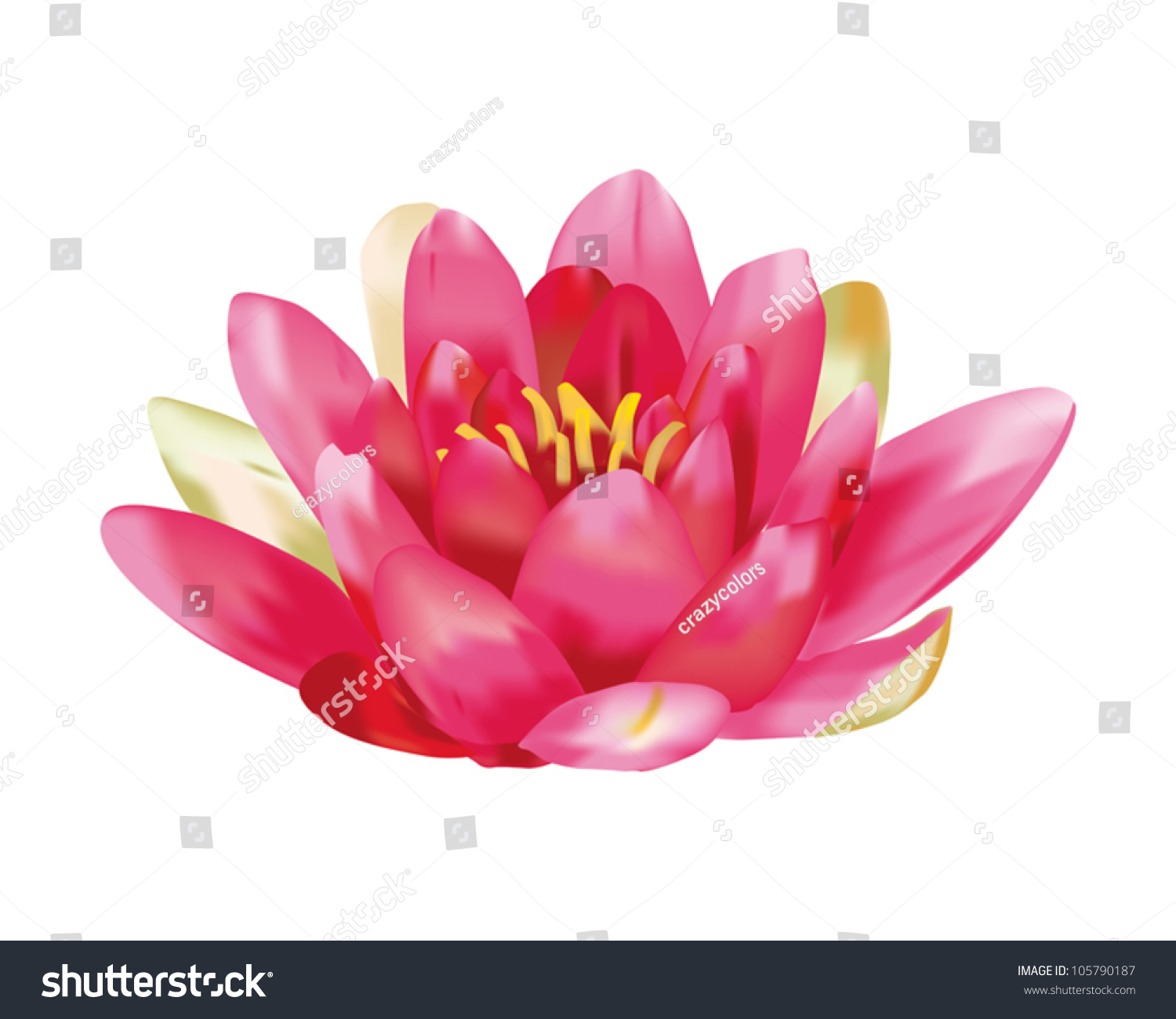 Water Lily Vector Isolated On White Stock Vector 105790187 - Shutterstock