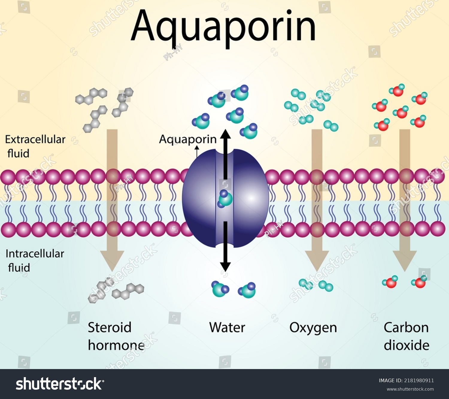 Water Molecules Movement Through Aquaporin Channel Stock Vector