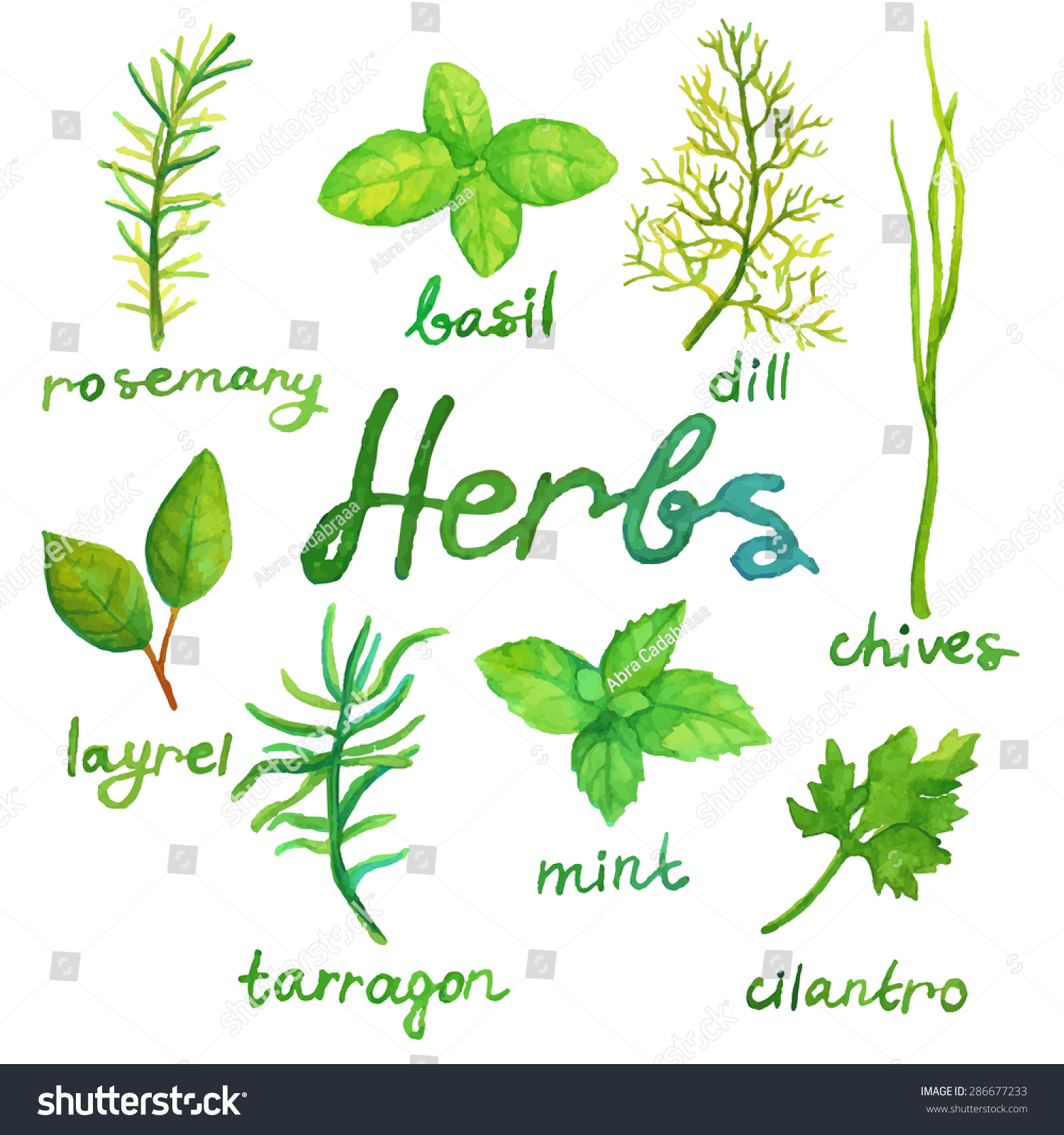 Watercolor Herbs Set Stock Vector Illustration 286677233 : Shutterstock