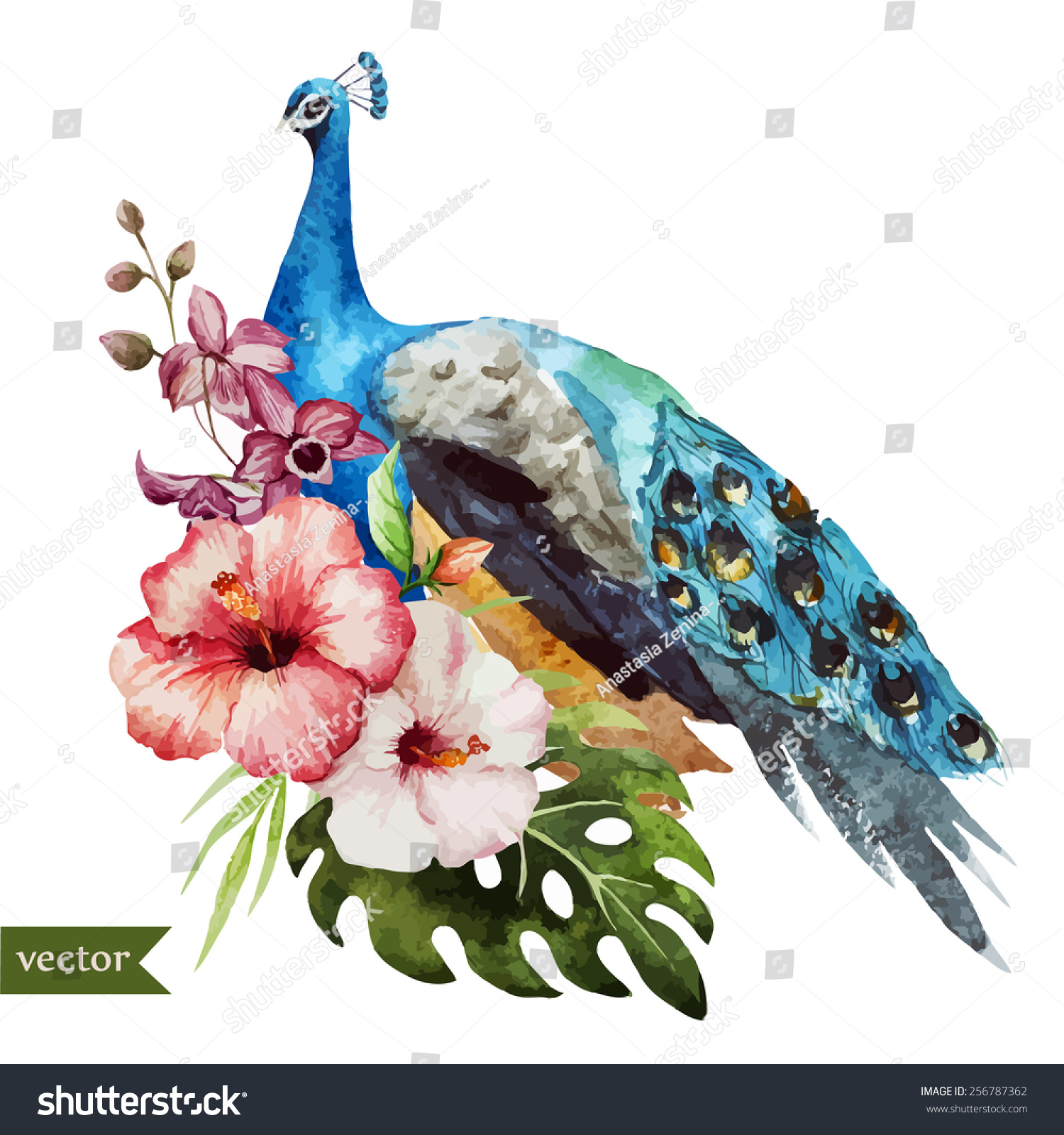 Watercolor Peacock Flowers Element Stock Vector Illustration 256787362 Shutterstock 3295