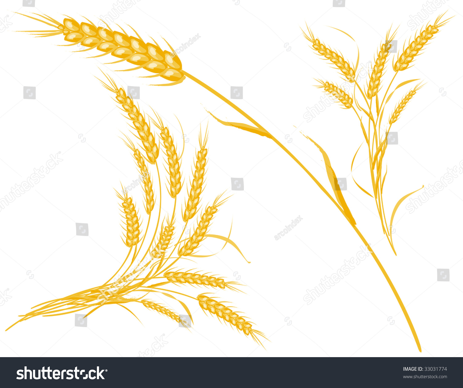 Wheat Stock Vector Illustration 33031774 : Shutterstock