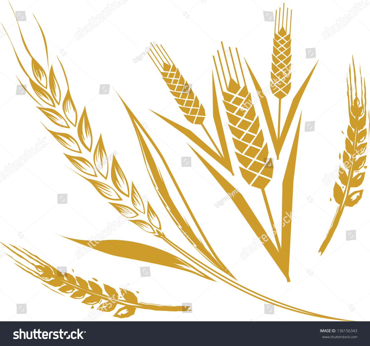 Wheat Set Stock Vector Illustration 136156343 : Shutterstock