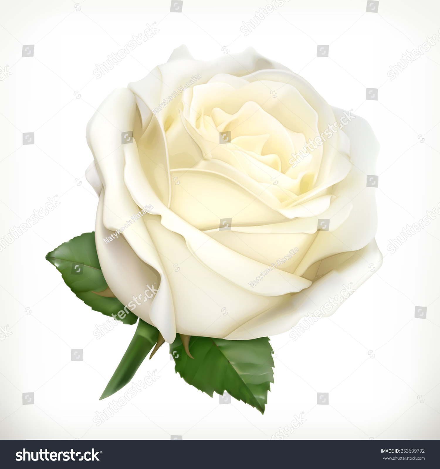 White Rose, Vector Illustration - 253699792 : Shutterstock