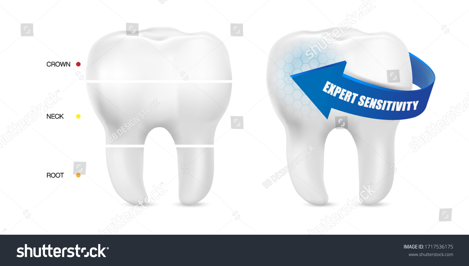 Whitening Teeth Molar Anatomy Crown Neck Stock Vector Royalty Free