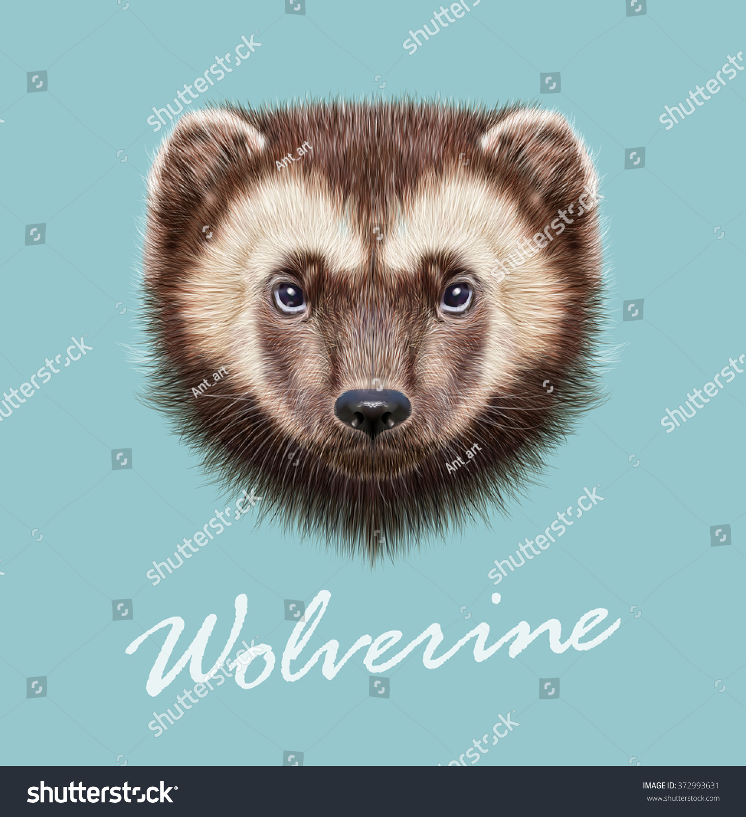 Wolverine Animal Vector Illustrated Portrait Wolverine Stock Vector