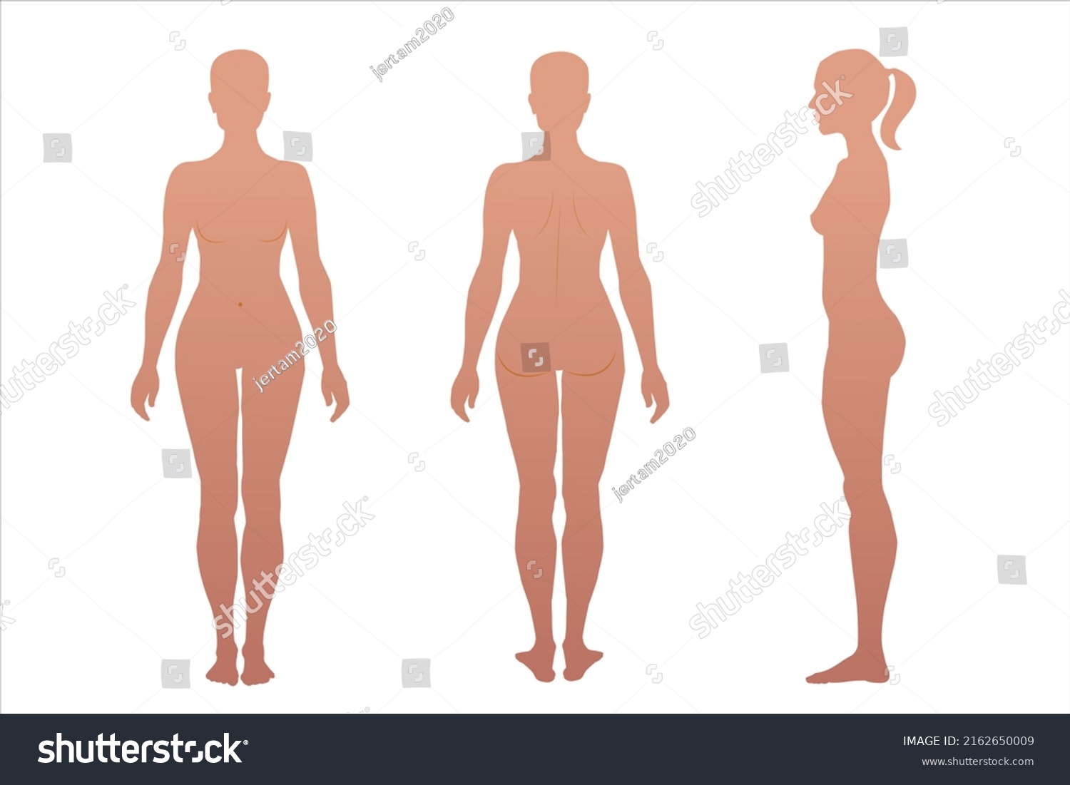 Woman Body Anatomy Front Back Side Stock Vector Royalty Free