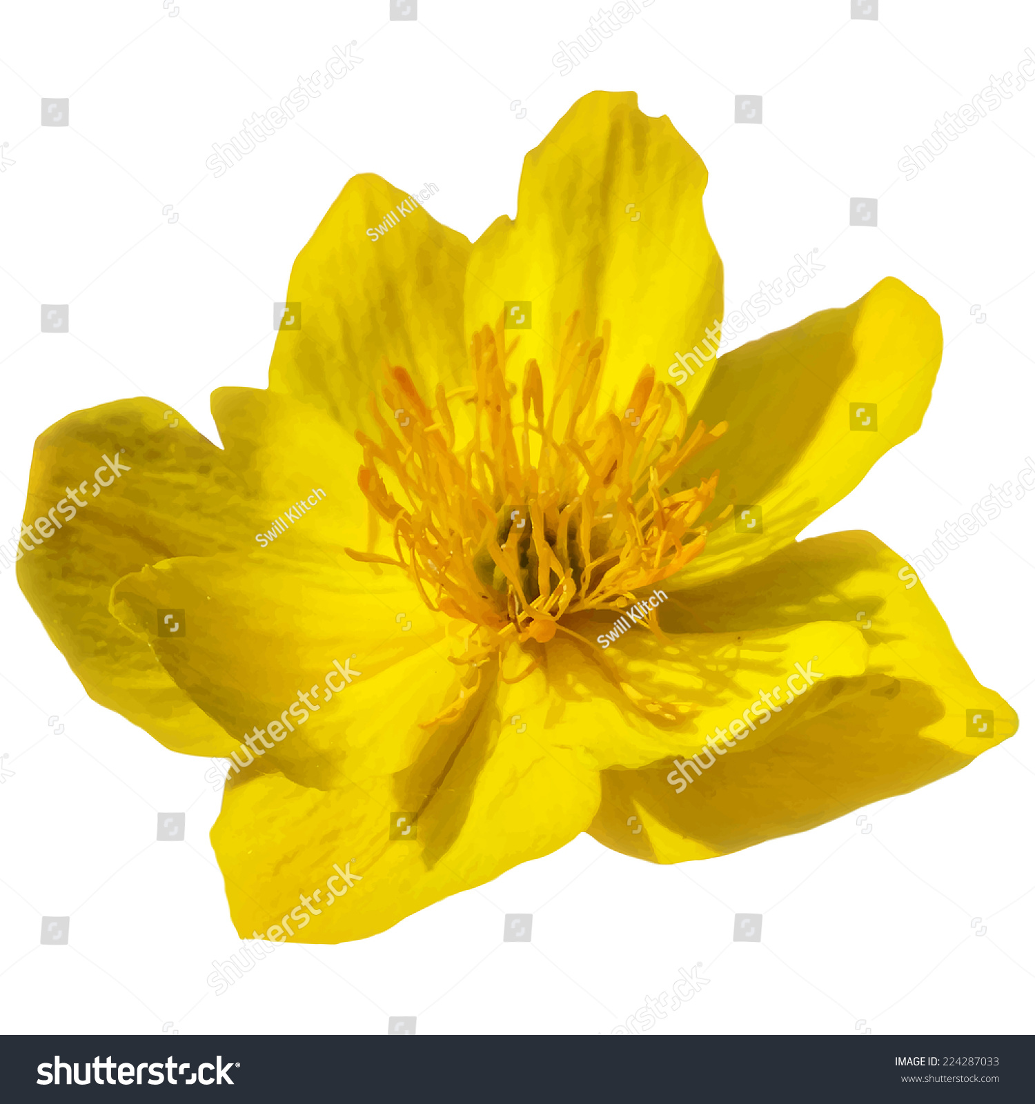 Yellow Vector Flower Isolated On White Background - 224287033