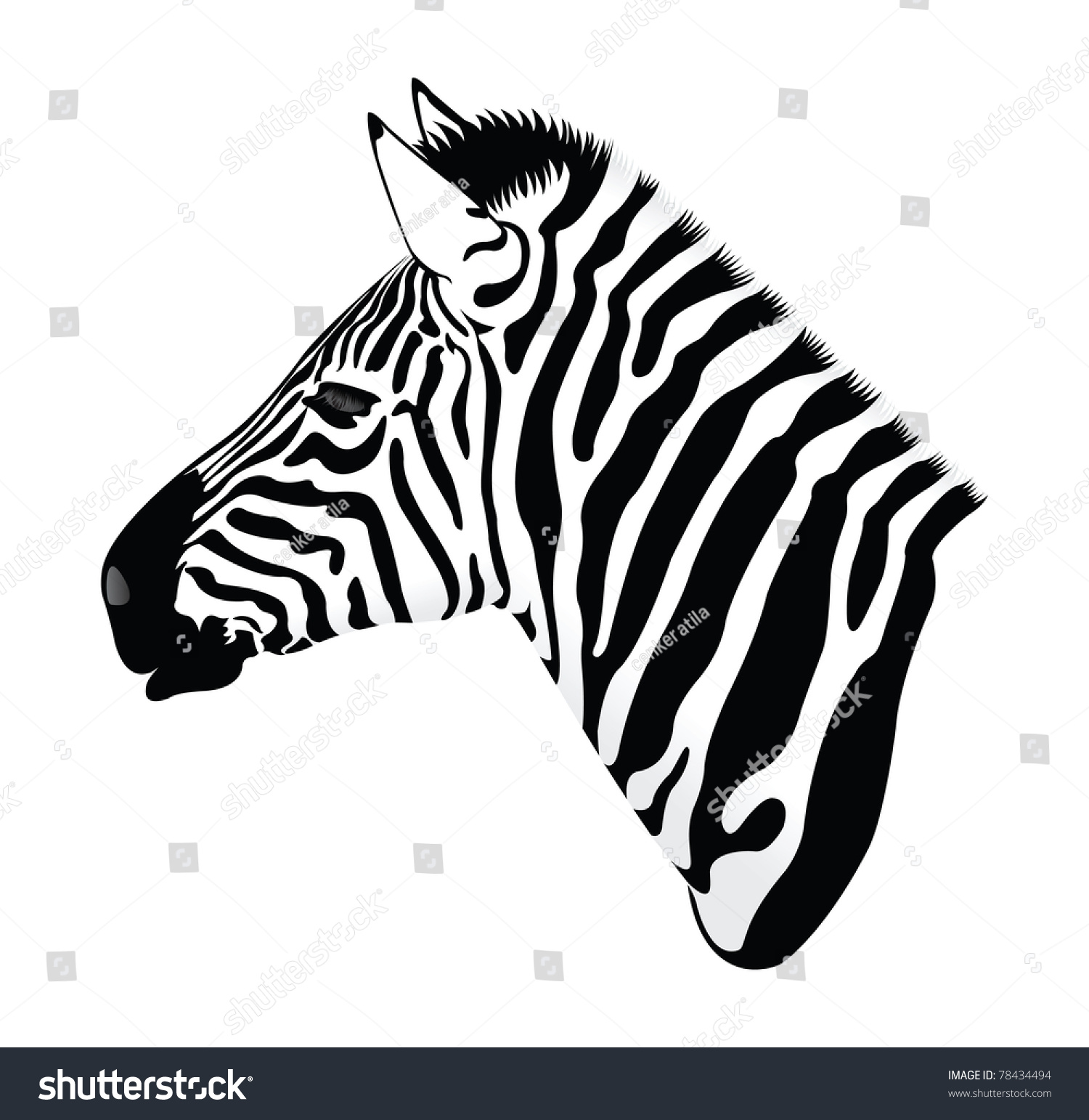 zebra head clipart - photo #26