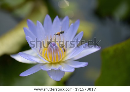 Bee fly on a lotus flower.