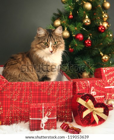 funny little cat and christmas tree