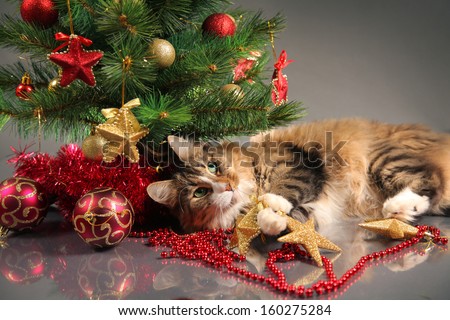 funny cat and christmas tree
