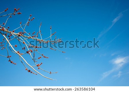 kidney blossoms on a branch against the blue sky