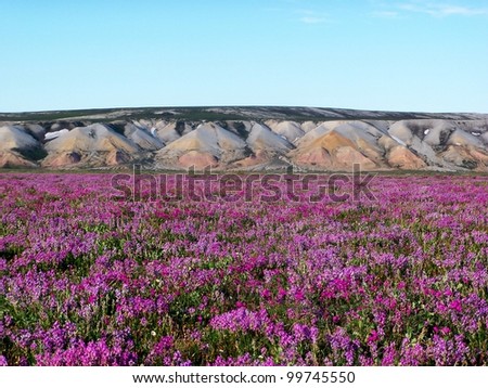 Summer in the Arctic, with a sea of flowers in the foreground and the  Franklin Bluffs in the background