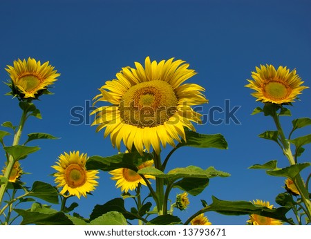 many yellow sunflowers in the fields on background of blue sky