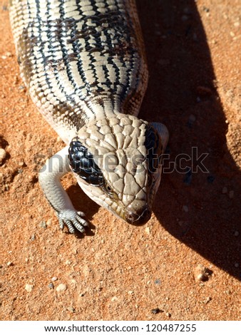 Blue-tongued lizard in Shark Bay, Western Australia