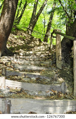 steps in the woods climbing up the hill, dense forest, wood construction