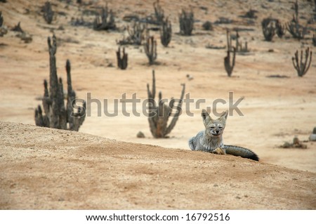 Meditating Desert Fox with Cactus