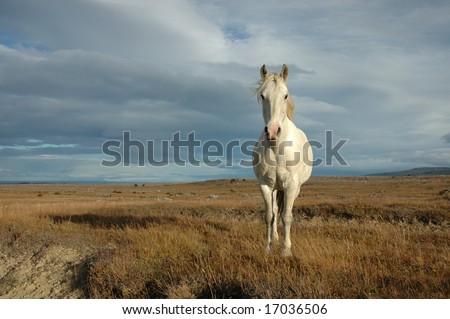 Noble White Horse, #2 (from Patagonia)