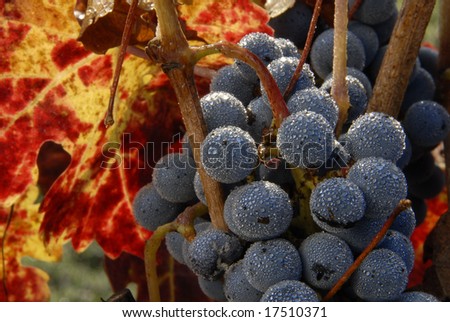 Close up of Red Grapes on the Vine, Mendocino County, California