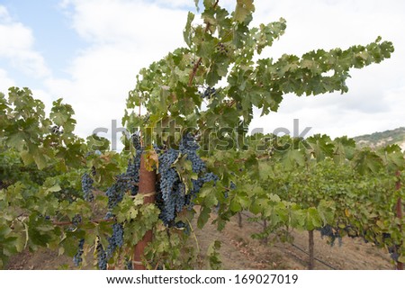 Organically grown wine grape vineyard, California wine country.
