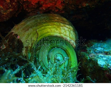 Giant tun - sea snail in Mediterranean Sea, near Vis Island, Croatia, Adriatic Sea Stock foto © 