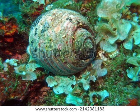 Giant tun - sea snail in Mediterranean Sea, near Vis Island, Croatia, Adriatic Sea Stock foto © 