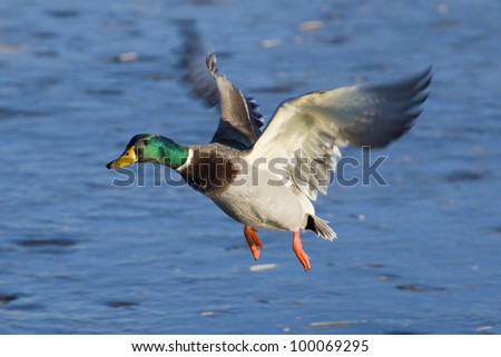 Flying Drake Mallard Stock Photo 100069295 : Shutterstock