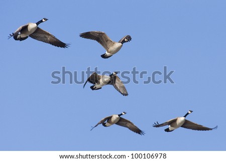 Flying Group Of Geese