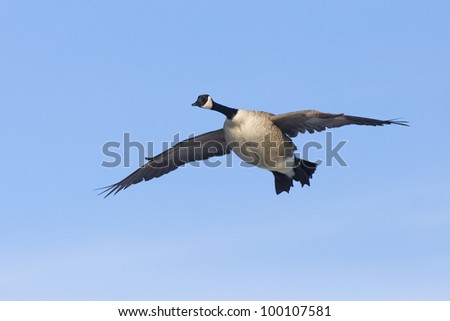 Single Geese Flying with Blue Sky