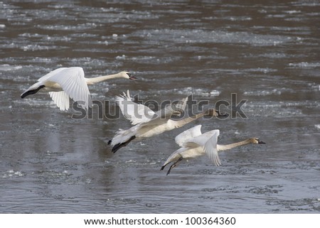 Flying Swans over Icy Water
