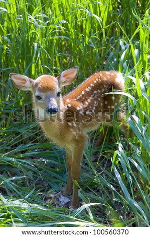 Standing Whitetail Deer Fawn