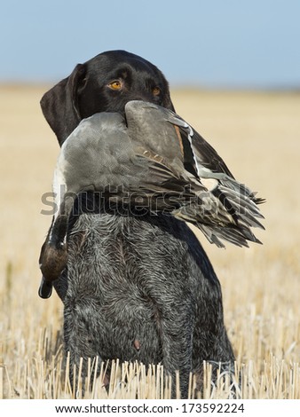 A Gun dog with a duck