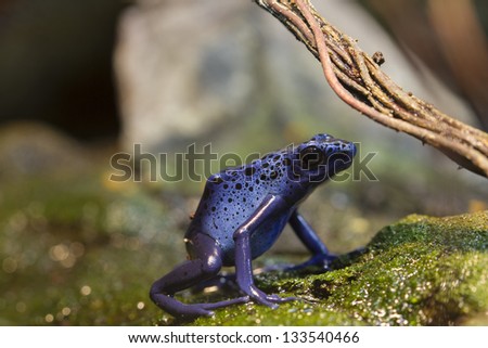 Beautiful frog sitting on wet stone/blue poison dart frog/exotic animal