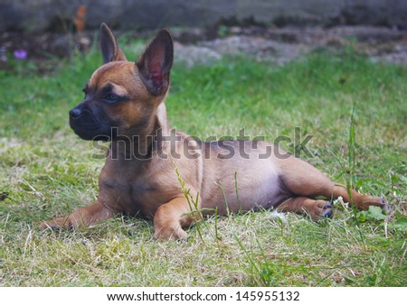 Cute french bulldog puppy cross with big ears relaxing in a garden/Puppy lying down on grass/Cute puppy dog