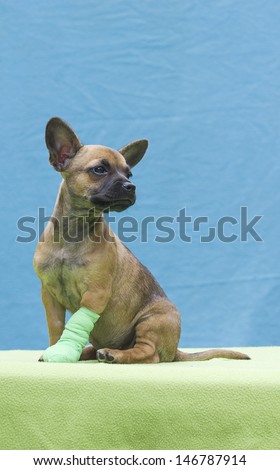 Cute puppy with a bandaged leg/Puppy with bandage/Sick puppy