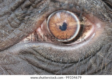 Look from the wild side is a close up photo of a big thai elephant with big clear brown eyes.