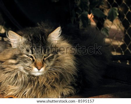 Photo of a sleepy cat warming with the last sun rays