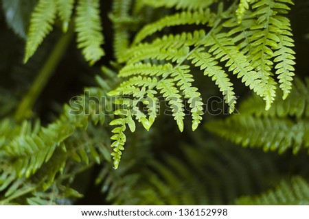 Dew sits on fern frond, shallow depth of field with subtle details visible.
