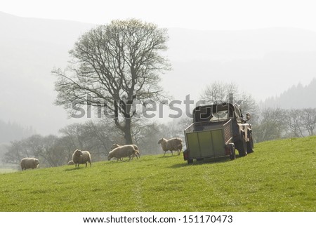 Healthy animal livestock feeding in a lush rural environment.