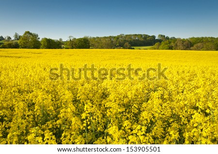 Vibrant yellow crop of canola grown as a healthy cooking oil or conversion to biodiesel as an alternative to fossil fuels.