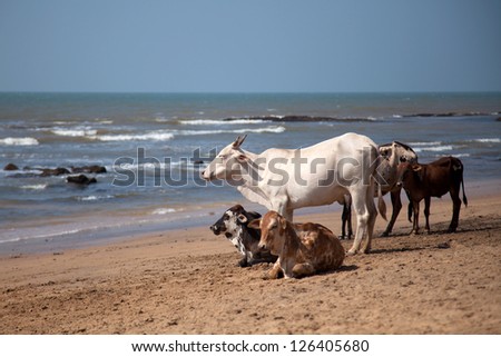 Holy Indian cows on the beach