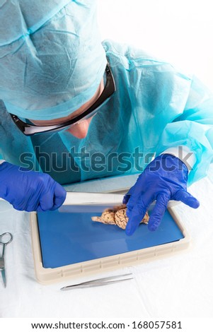 Anatomy student dissecting a cow brain slicing through the two hemispheres and the lobes with a blade to obtain a cross-section