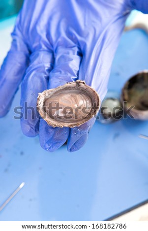 Dissecting a sheep eye for anatomy and physiology class at university or medical school with a student holding a section of the eyeball on a gloved hand displaying it for the camera
