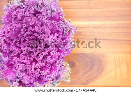 Texture of colorful curly-leaf purple kale with a whole fresh leafy head displayed on a new wooden cutting board, close up view from above with copy space