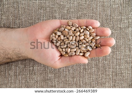 Man holding a handful of dried pinto beans displayed in his palm, a variety of kidney bean with a mottled skin popular in the United States, overhead view