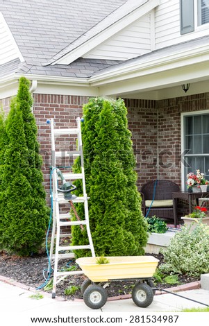 Yard work around the house with a stepladder standing alongside an Arborvitae or Thuja tree with a small yellow metal cart for removing the branches trimmed off to maintain its tapering shape