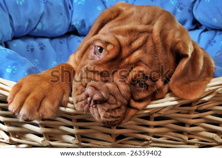 Closeup of Lovely Puppy lying in cot with thick paw