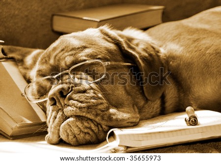 Tired Dog Sleeping at her Lessons in Sepia Tone