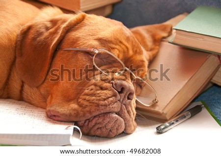 tired dog sleeping over a finished report